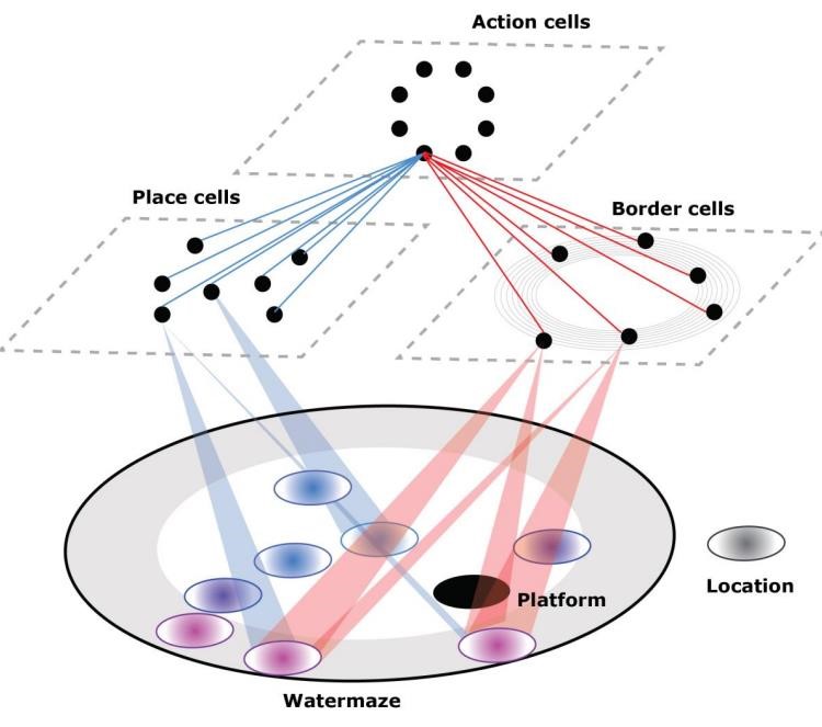 Computational model-based analysis of spatial navigation strategies under stress and uncertainty using place, distance and border cells